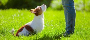 training pet