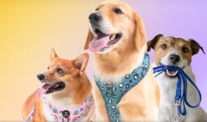 Mastering the Leash: A Guide to Effective Dog Walking Techniques