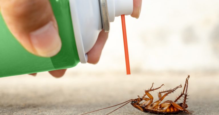 Preparing your home for Professional Cockroach Extermination
